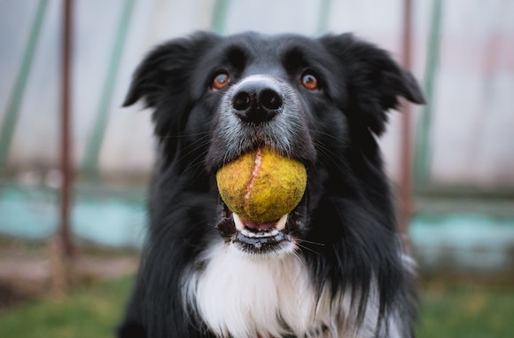 a dog holding a tennis ball in its mouth