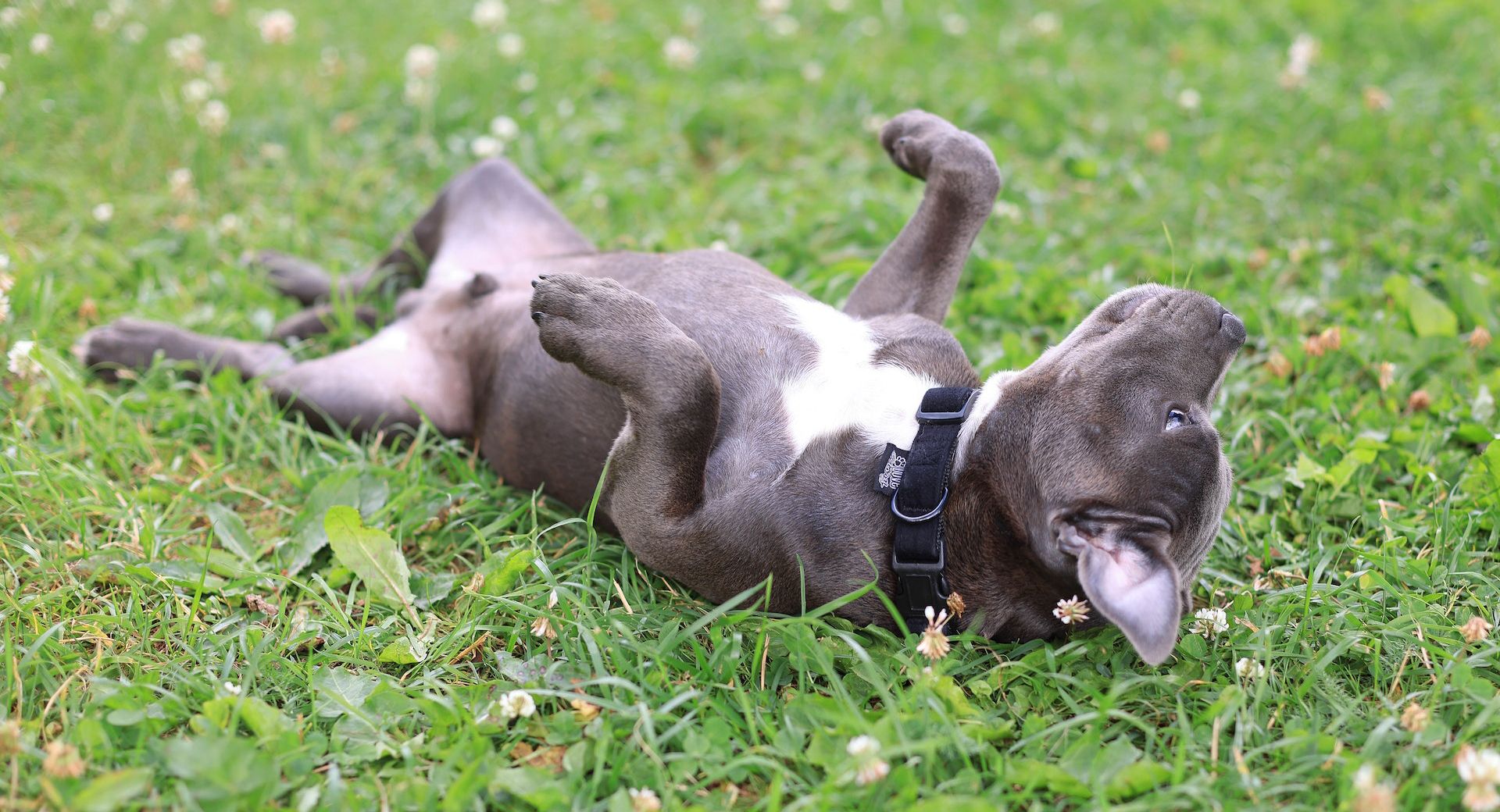 Media Release Form | Rocky Gorge Animal Hospital