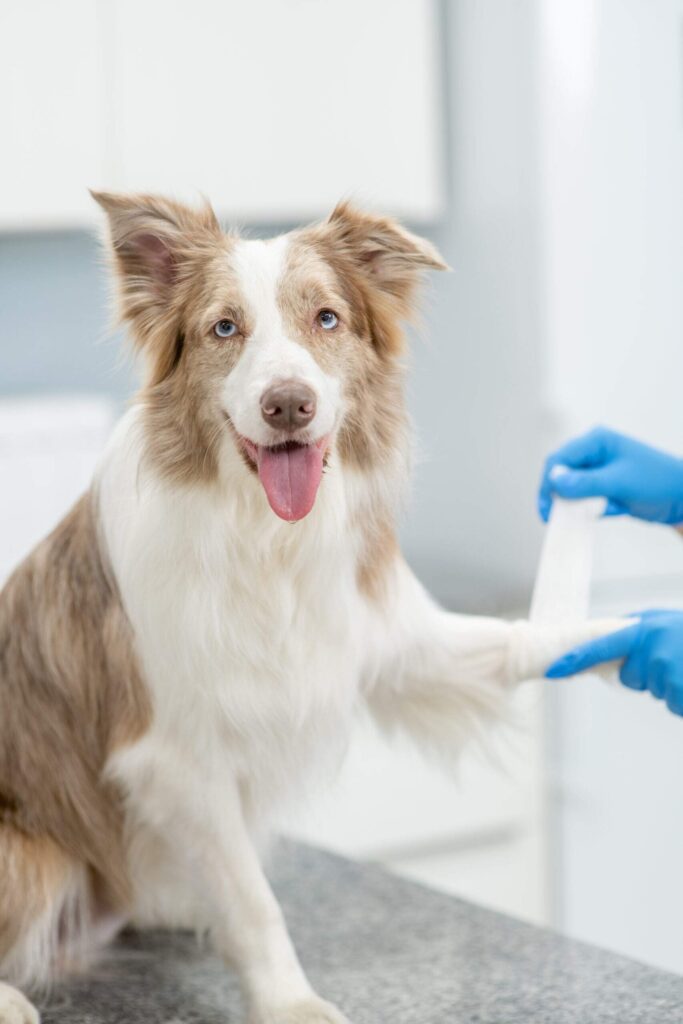 Pet Emergency Services In Laurel, MD 20707 Rocky Animal Hospital