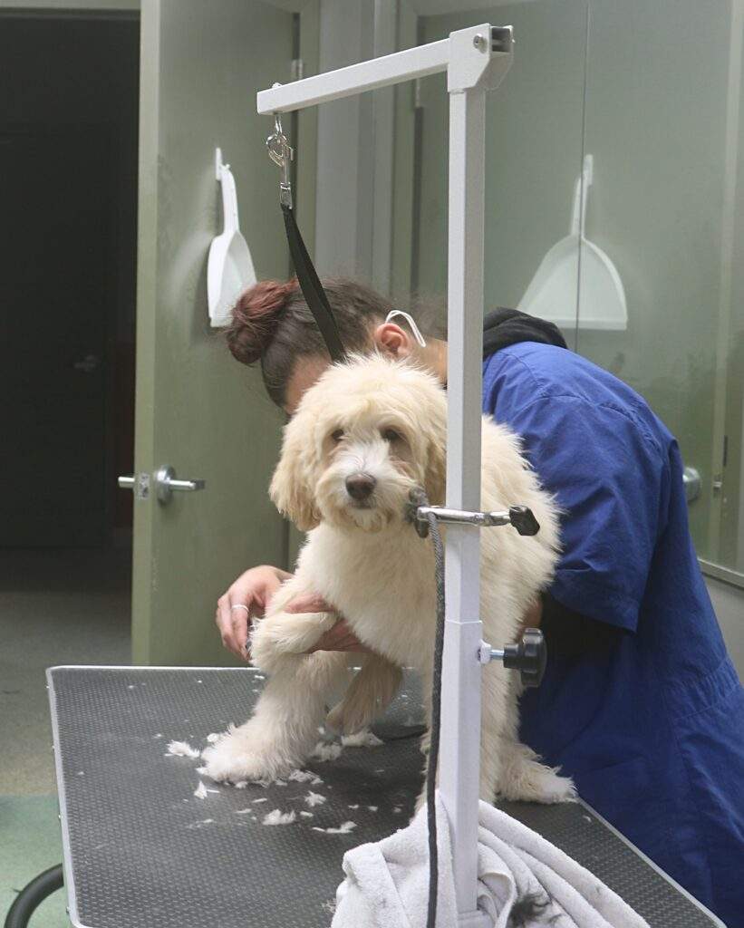 a dog being groomed by a person