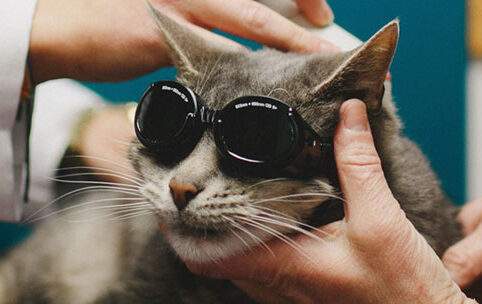 a cat wearing goggles