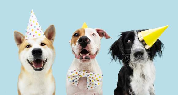 a group of dogs wearing party hats