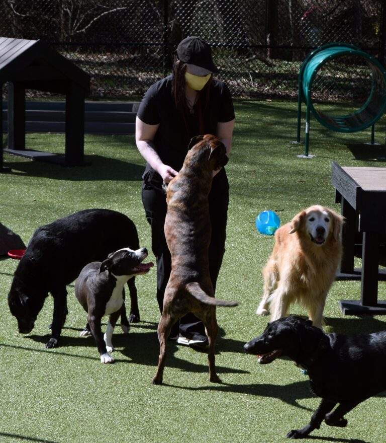 a person with a group of dogs