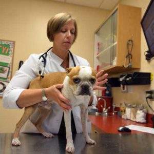 dog with veterinarian